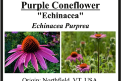 pay online only: Echinacea purpurea, purple coneflower