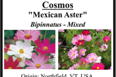 pay online only: Cosmos bipinnatus