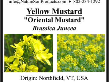 pay online only: Yellow Seeded Mustard