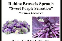 pay online only: BRUSSELS SPROUTS - Rubine Red - OUT OF STOCK