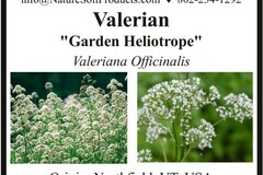 pay online only: Valerian (Valeriana officinalis)