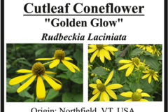 pay online only: Cutleaf Coneflower