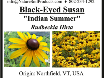 pay online only: Black-Eyed Susan