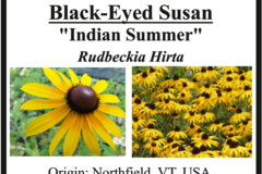 pay online only: Black-Eyed Susan