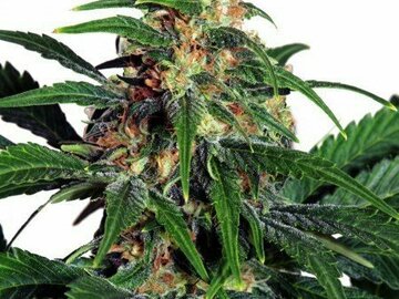 Post Now: Suzy Q CBD Feminized Marijuana Seeds