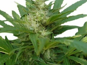 Post Now: BCN Diesel CBD Feminized Marijuana Seeds