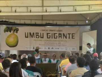 Pagamento online : Fruticultura- Umbu Gigante