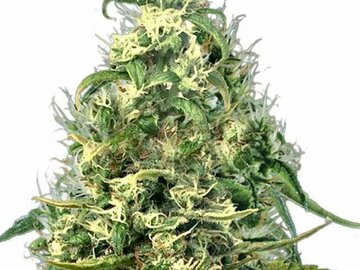 Post Now: Silver Haze CBD Feminized Marijuana Seeds