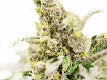 Post Now: Cannatonic CBD Feminized Marijuana Seeds