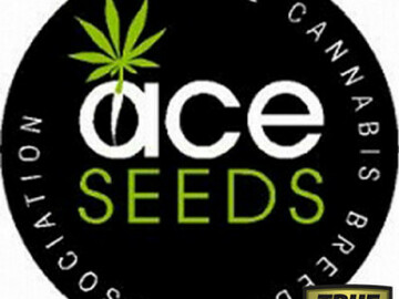 Post Now: Purple Haze x Panama REGULAR Seeds (Ace Seeds)