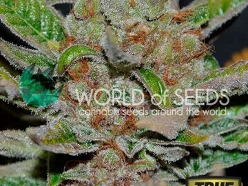  : Bubba Haze REGULAR Seeds (World of Seeds)