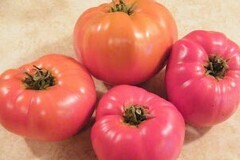 pay online or by mail: Red Brandywine tomato