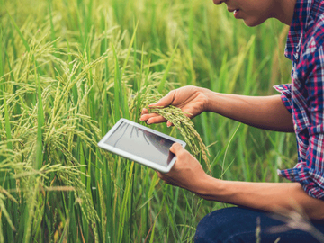 Pagamento online : Inteligência de Dados Agrícolas e Melhoria de Processos