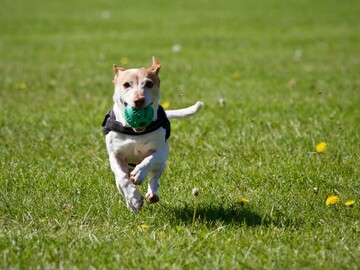 Information: Katong Park Dog Run