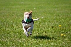 Information: Bedok Town Park Dog Run