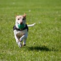 Information: Bedok Town Park Dog Run