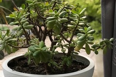 Sales: Deux crassulas ovations dans un pot de 40 cm de diamètre 