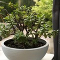 Sales: Deux crassulas ovations dans un pot de 40 cm de diamètre 