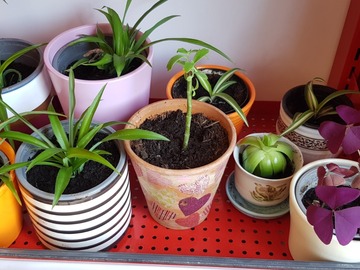Biete Hilfe: Biete verschiedene Zimmerpflanzen