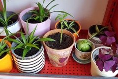 Biete Hilfe: Biete verschiedene Zimmerpflanzen