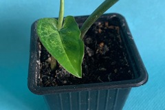 Vente: Syngonium podophyllum 