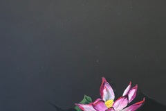 Sell Artworks: Water Lily