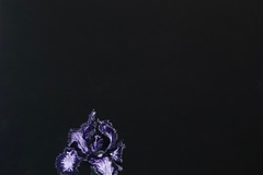 Sell Artworks: Purple Iris