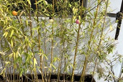 Vente: Bambous 