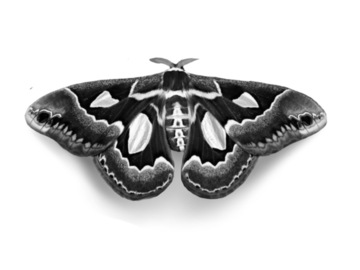 Tattoo design: Cecropia moth