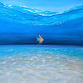 Sell Artworks: Vanguard of the Angels, an under the sea seascape with fish