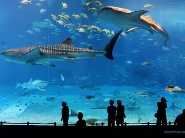 Offering: Aquarium de Paris