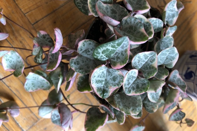 Ceropegia woodii Variegata 