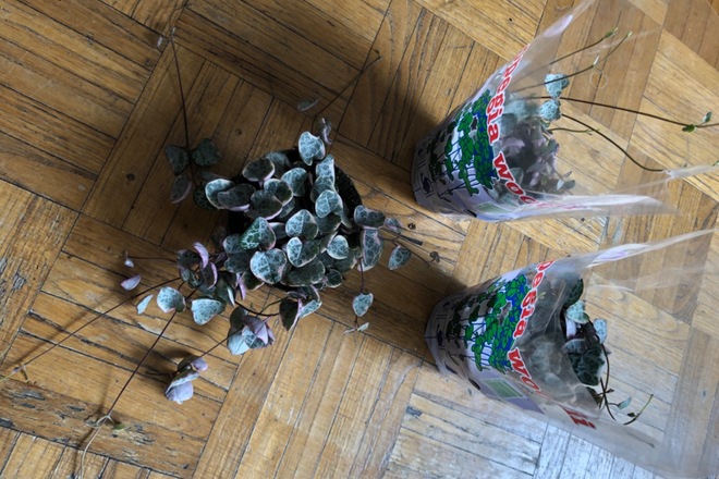 Ceropegia woodii Variegata 