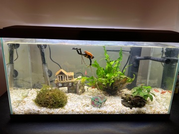 Vente: Bel aquarium avec décors et poissons