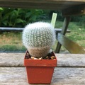 Vente: cactus Haselberg