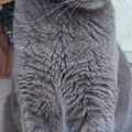Announcement: Se busca a Pelusa. Gato gris y ojos amarillos