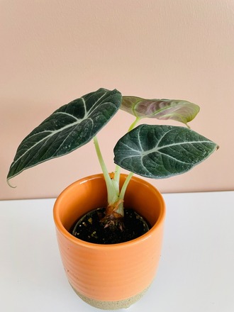 Alocasia black velvet