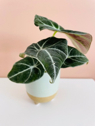 Alocasia black velvet