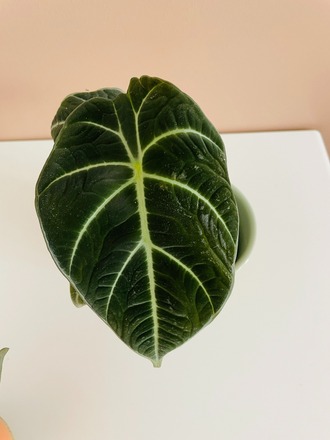 Alocasia black velvet