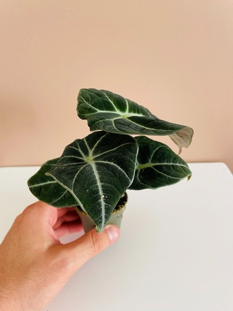 Alocasia black velvet