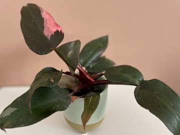 Vente: Philodendron Pink Princess