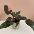 Vente: Philodendron Pink Princess