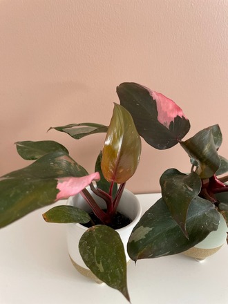 Philodendron Pink Princess