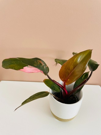 Philodendron Pink Princess