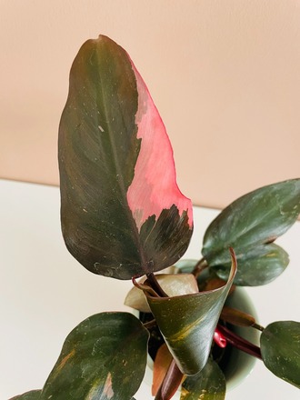 Philodendron Pink Princess