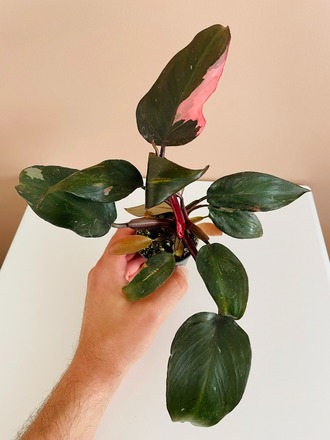 Philodendron Pink Princess