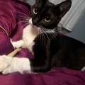 Anuncio: Cleo en adopción responsable 