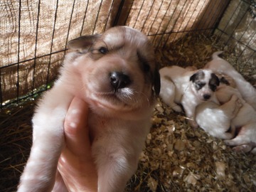 Minimum Donation: Puppies - Great Pyrenees, for the homestead