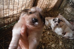 Donación Mínima: Puppies - Great Pyrenees, for the homestead
