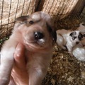 Minimale donatie: Puppies - Great Pyrenees, for the homestead